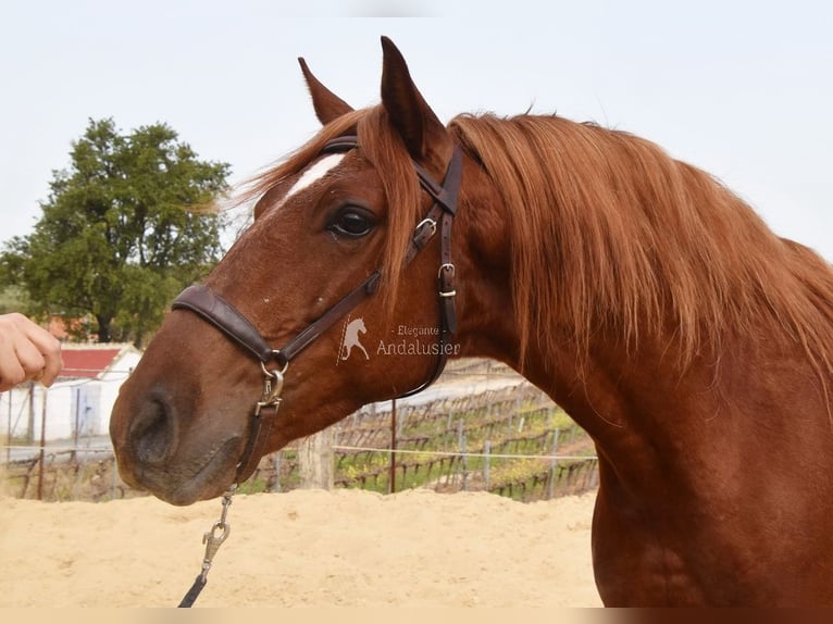 Lusitanos Caballo castrado 4 años 158 cm Alazán in Provinz Cordoba