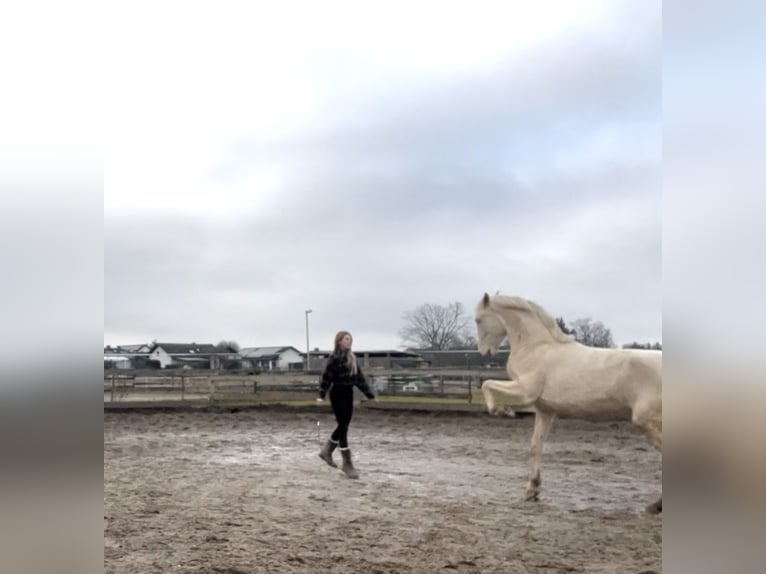 Lusitanos Caballo castrado 4 años 158 cm Cremello in Gimbsheim