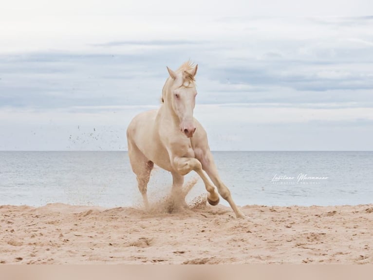 Lusitanos Caballo castrado 4 años 158 cm Cremello in RIO MAIOR