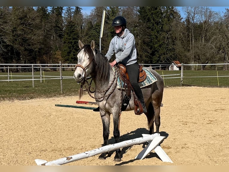 Lusitanos Caballo castrado 4 años 158 cm Porcelana in Amlikon-Bissegg