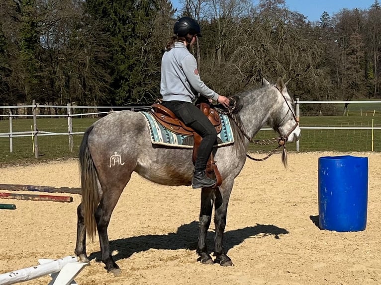 Lusitanos Caballo castrado 4 años 158 cm Porcelana in Amlikon-Bissegg