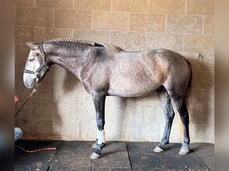 Lusitanos Caballo castrado 4 años 159 cm Tordo in Caldas da Rainha