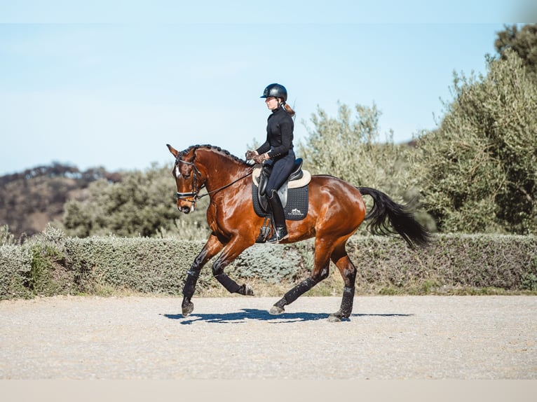 Lusitanos Caballo castrado 4 años 160 cm Castaño oscuro in Montecorto