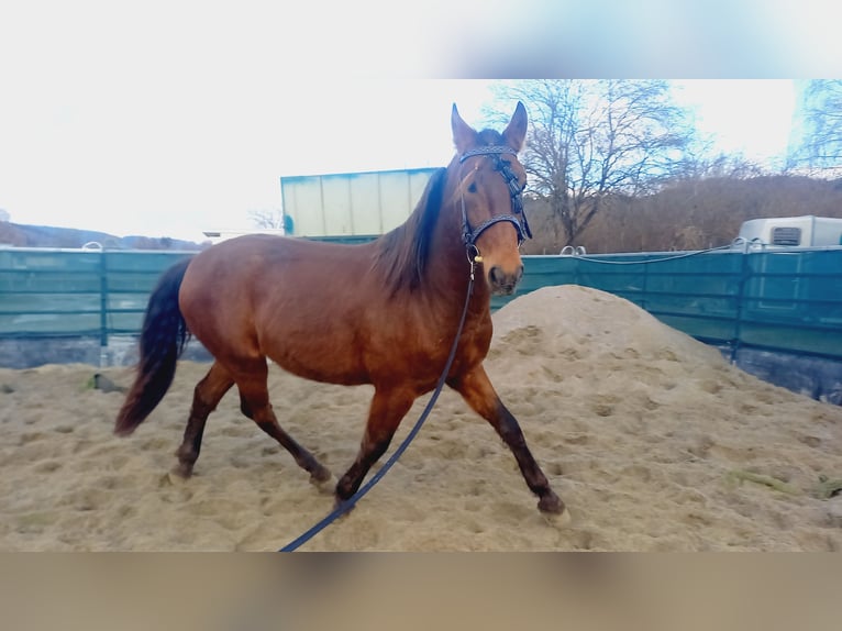 Lusitanos Mestizo Caballo castrado 4 años 160 cm Castaño rojizo in Tuttlingen