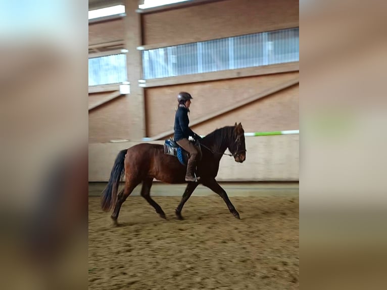 Lusitanos Mestizo Caballo castrado 4 años 160 cm Castaño rojizo in Tuttlingen