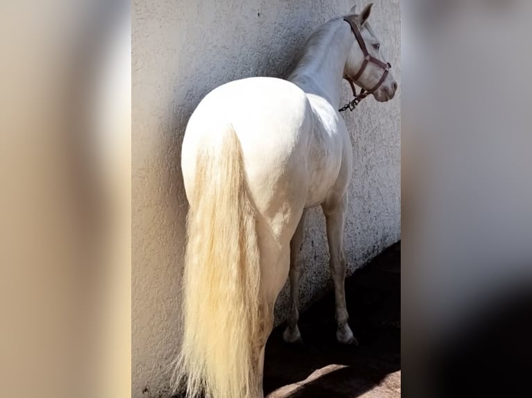 Lusitanos Caballo castrado 4 años 160 cm Cremello in Benidorm