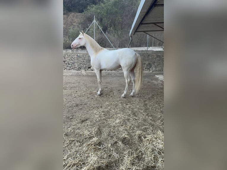 Lusitanos Caballo castrado 4 años 160 cm Cremello in Benidorm