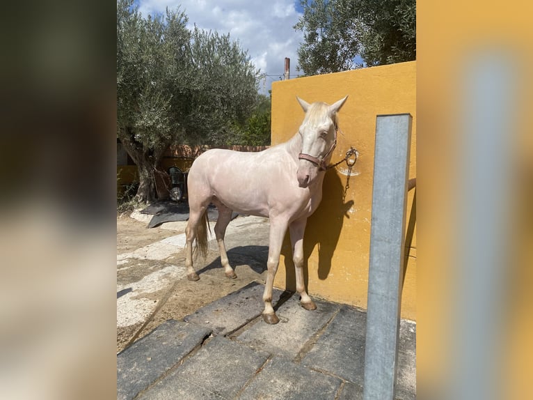 Lusitanos Caballo castrado 4 años 160 cm Cremello in Benidorm