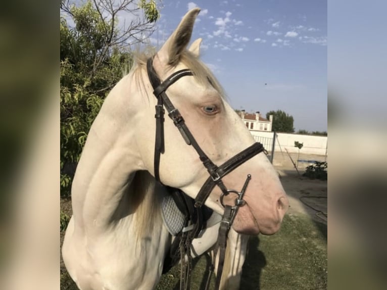 Lusitanos Caballo castrado 4 años 160 cm Cremello in Benidorm