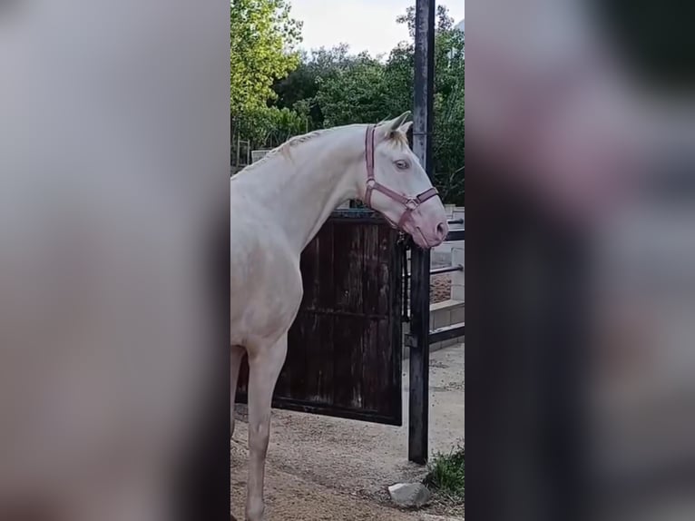 Lusitanos Caballo castrado 4 años 160 cm Cremello in Benidorm