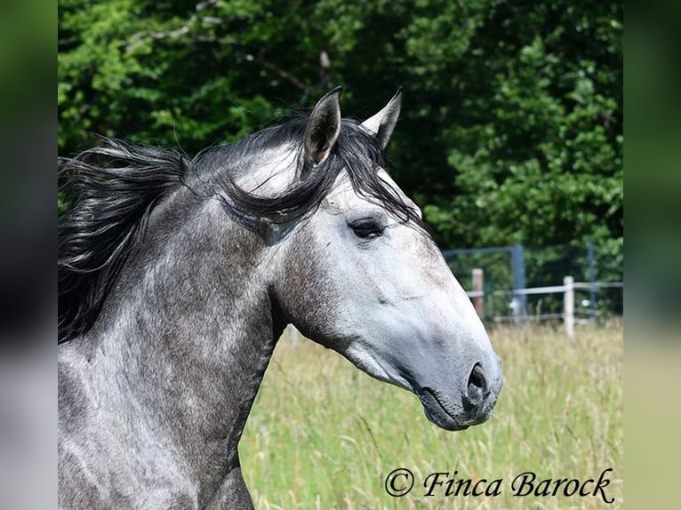 Lusitanos Caballo castrado 4 años 160 cm Tordo in Wiebelsheim