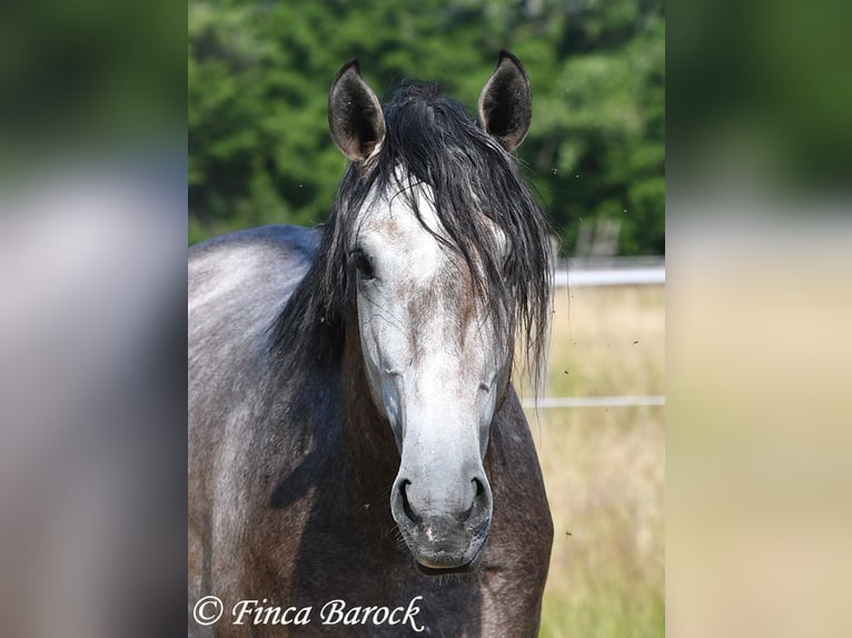 Lusitanos Caballo castrado 4 años 160 cm Tordo in Wiebelsheim