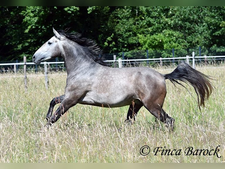 Lusitanos Caballo castrado 4 años 160 cm Tordo in Wiebelsheim
