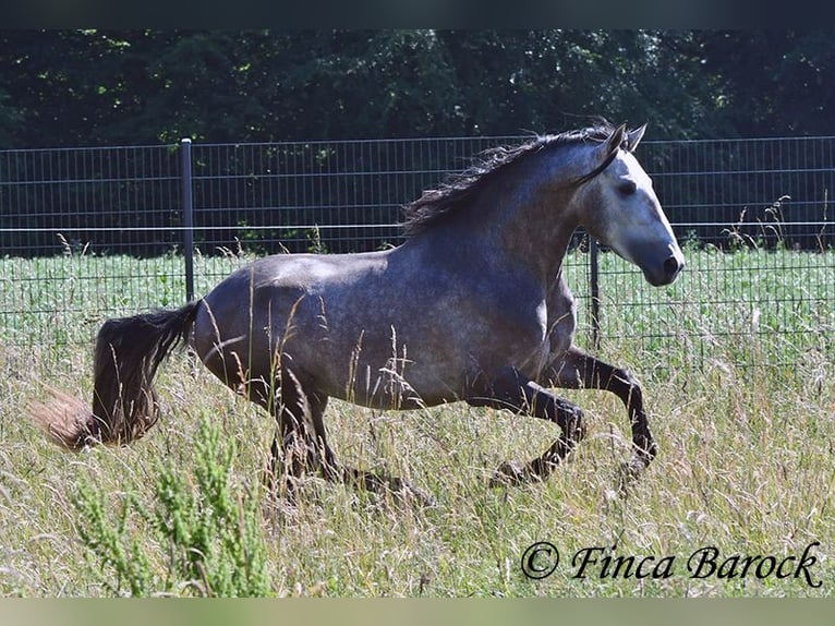 Lusitanos Caballo castrado 4 años 160 cm Tordo in Wiebelsheim