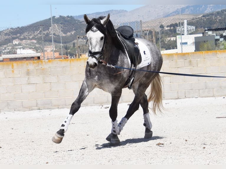 Lusitanos Caballo castrado 4 años 160 cm Tordo in Provinz Granada