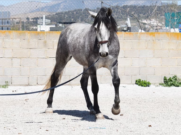 Lusitanos Caballo castrado 4 años 160 cm Tordo in Provinz Granada