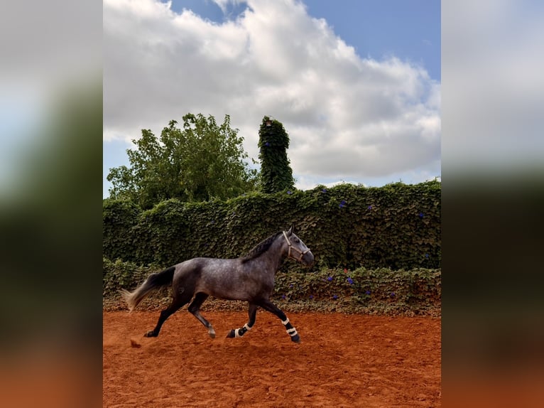 Lusitanos Caballo castrado 4 años 160 cm Tordo rodado in Gandia