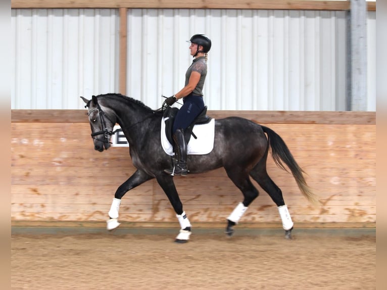 Lusitanos Mestizo Caballo castrado 4 años 161 cm Tordo in Soyen