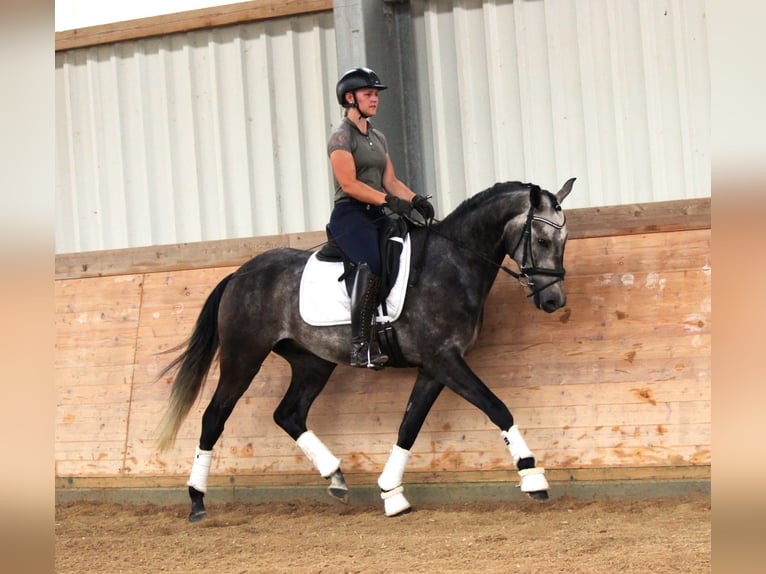 Lusitanos Mestizo Caballo castrado 4 años 161 cm Tordo in Soyen