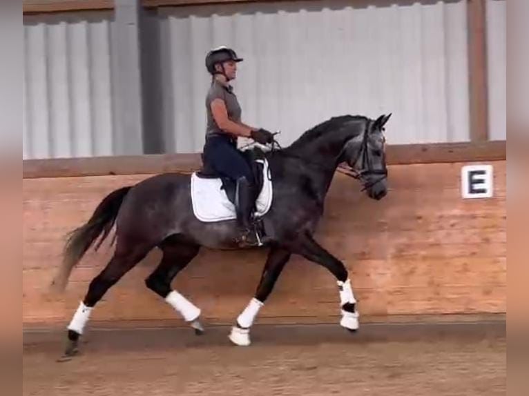 Lusitanos Mestizo Caballo castrado 4 años 161 cm Tordo in Soyen