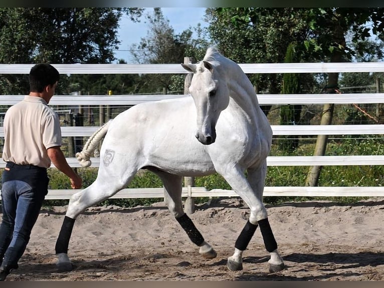 Lusitanos Mestizo Caballo castrado 4 años 161 cm Tordo in Soyen