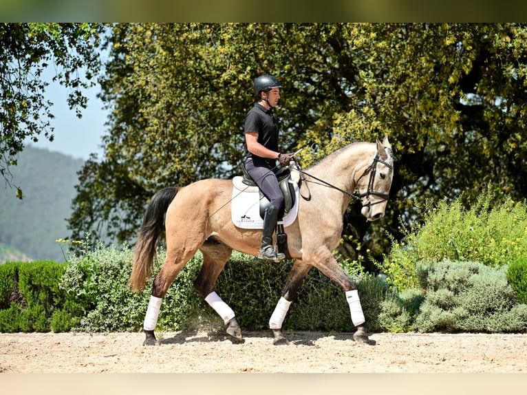 Lusitanos Caballo castrado 4 años 162 cm Porcelana in Montecorto, Provinz Malaga