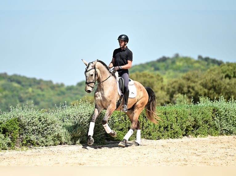 Lusitanos Caballo castrado 4 años 162 cm Porcelana in Montecorto, Provinz Malaga