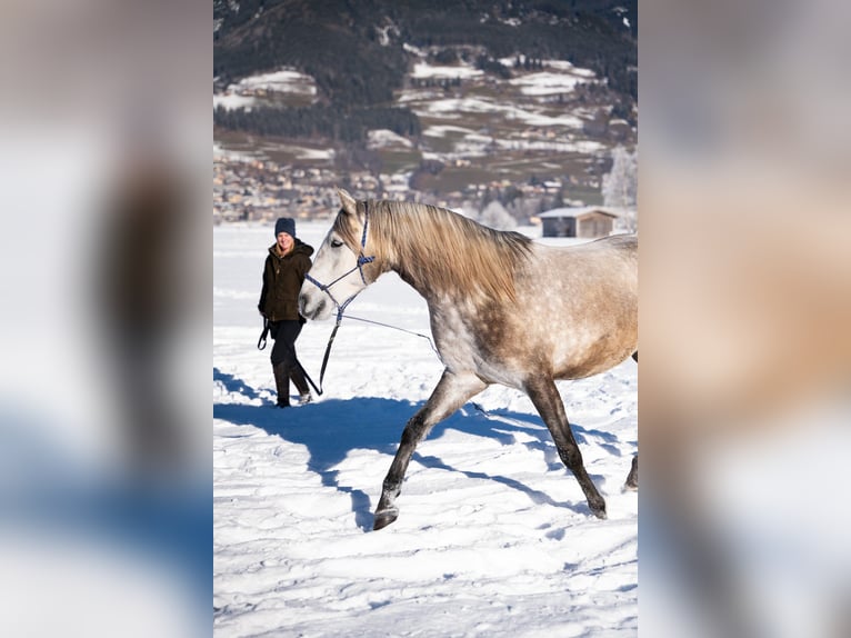 Lusitanos Caballo castrado 4 años 162 cm Tordo in Piesendorf