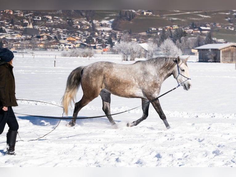 Lusitanos Caballo castrado 4 años 162 cm Tordo in Piesendorf