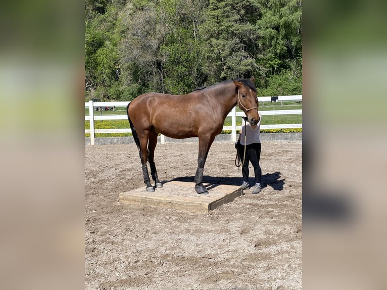 Lusitanos Caballo castrado 4 años 163 cm Castaño in Thusis