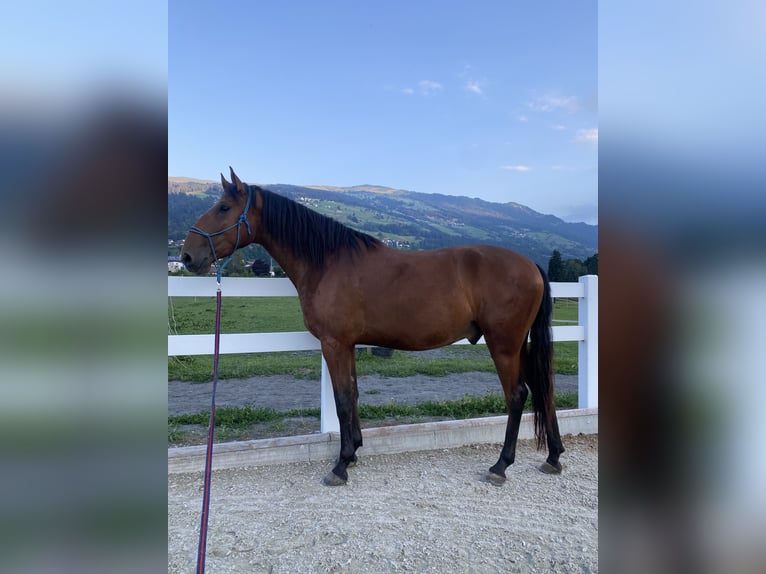 Lusitanos Caballo castrado 4 años 163 cm Castaño in Thusis
