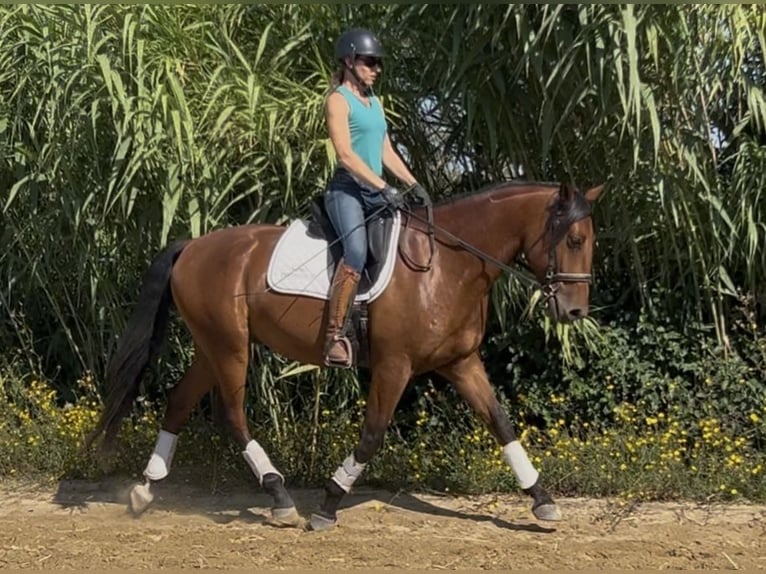 Lusitanos Caballo castrado 4 años 163 cm Castaño in Arles