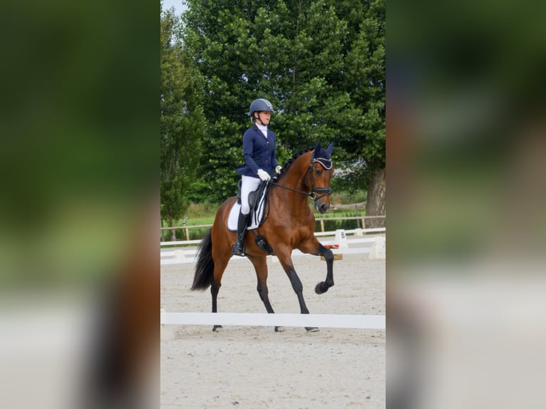 Lusitanos Caballo castrado 4 años 163 cm Castaño oscuro in GIRONA
