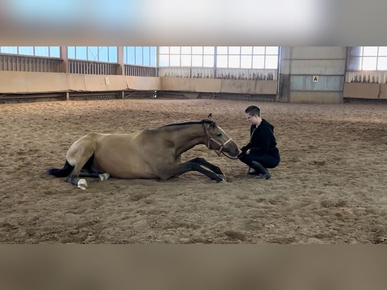 Lusitanos Caballo castrado 4 años 164 cm Bayo in Rodenbach