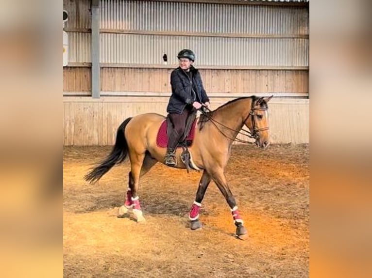 Lusitanos Caballo castrado 4 años 164 cm Bayo in Rodenbach