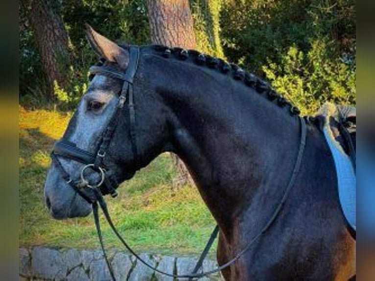 Lusitanos Mestizo Caballo castrado 4 años 165 cm Tordo in Santander