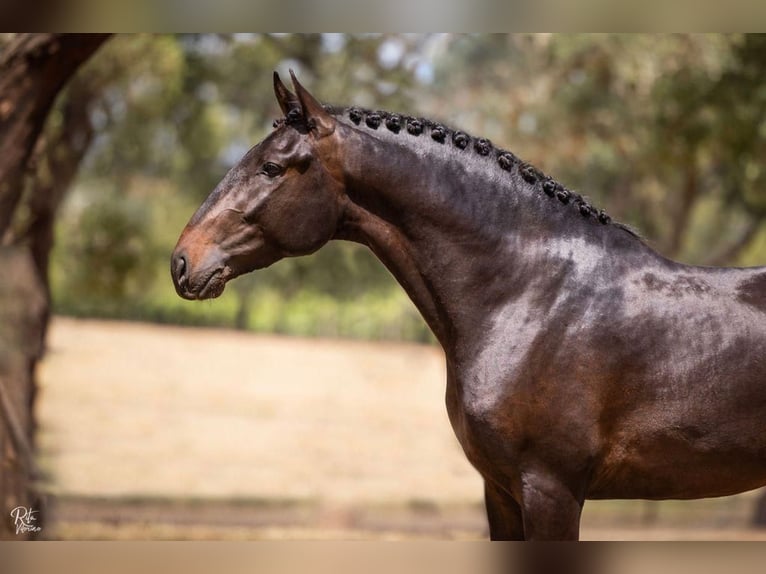 Lusitanos Caballo castrado 4 años 166 cm Castaño oscuro in Montijo