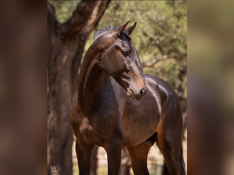 Lusitanos Caballo castrado 4 años 166 cm Castaño oscuro in Montijo