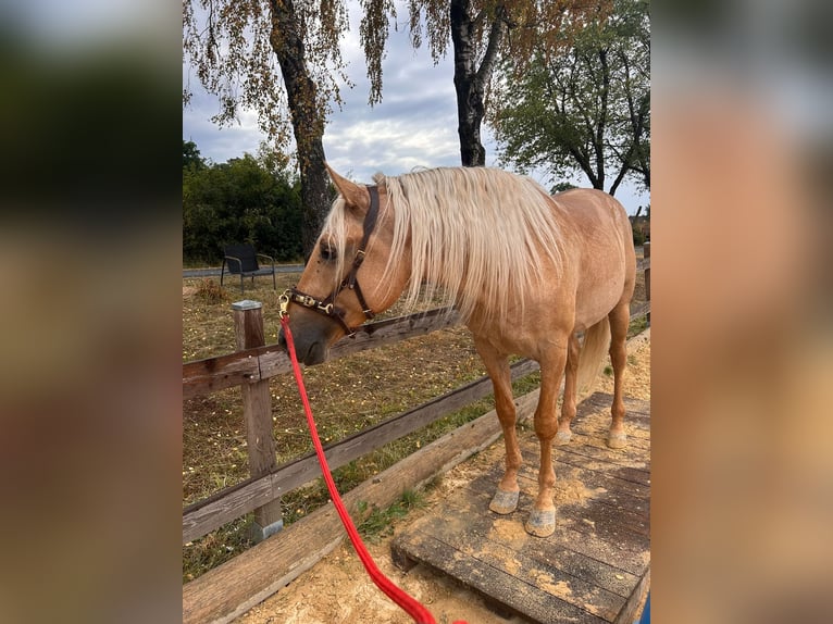 Lusitanos Caballo castrado 4 años 166 cm Palomino in Grebenhain