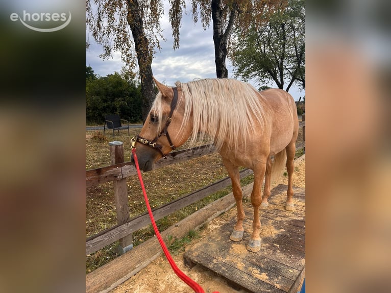 Lusitanos Caballo castrado 4 años 166 cm Palomino in Poeldijk