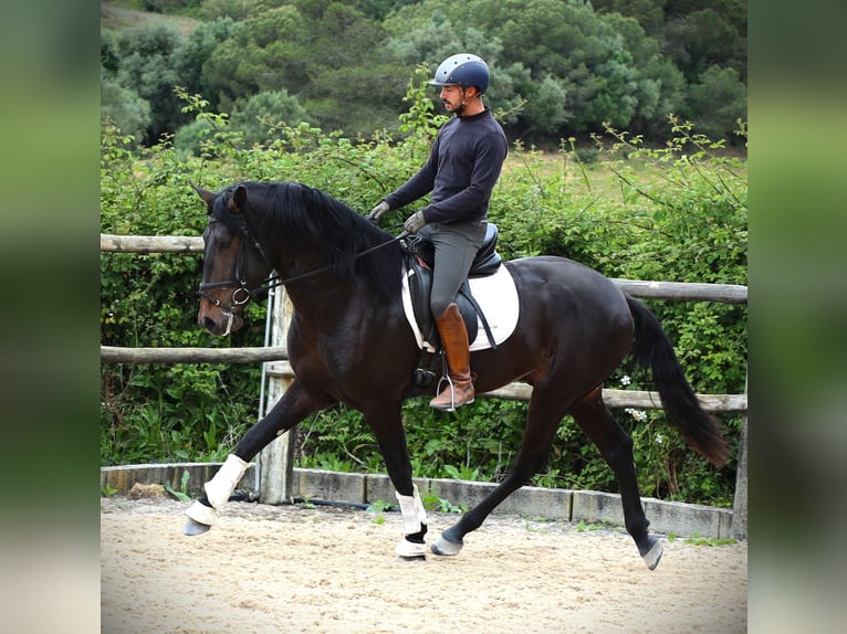 Lusitanos Caballo castrado 4 años 167 cm Castaño oscuro in Ribamar