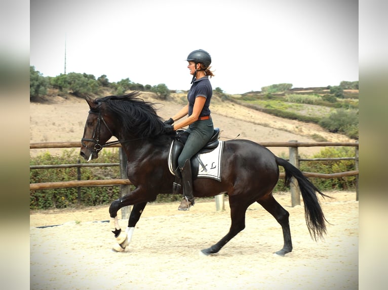 Lusitanos Caballo castrado 4 años 167 cm Castaño oscuro in Ribamar