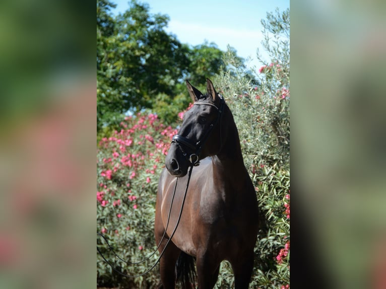 Lusitanos Caballo castrado 4 años 170 cm Negro in Grândola