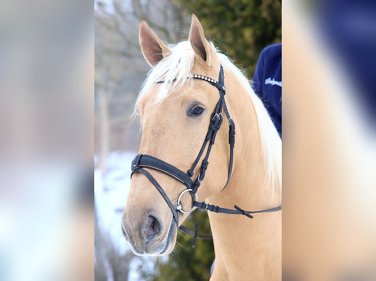 Lusitanos Caballo castrado 4 años 170 cm Palomino in Teldau