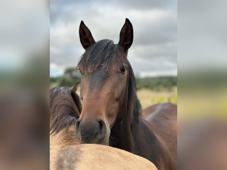 Lusitanos Caballo castrado 4 años Castaño oscuro in Valdevacas Y Guijar