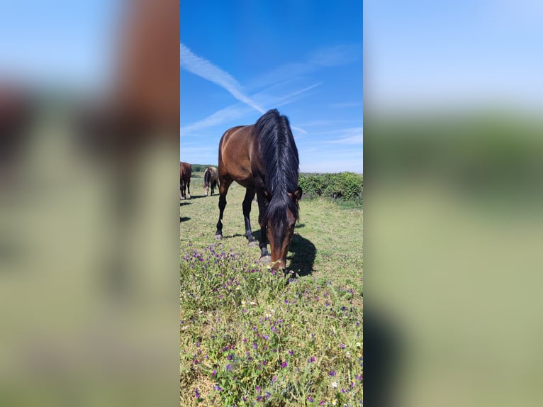 Lusitanos Caballo castrado 4 años Castaño oscuro in Valdevacas Y Guijar