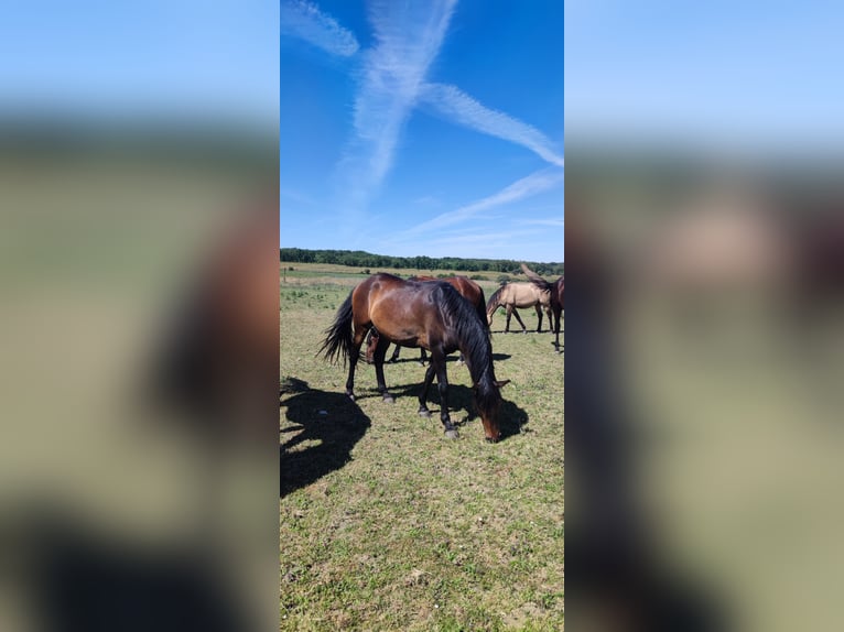 Lusitanos Caballo castrado 4 años Castaño oscuro in Valdevacas Y Guijar