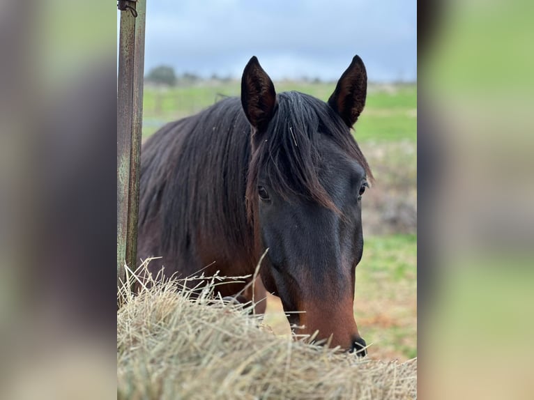 Lusitanos Caballo castrado 4 años Castaño oscuro in Valdevacas Y Guijar