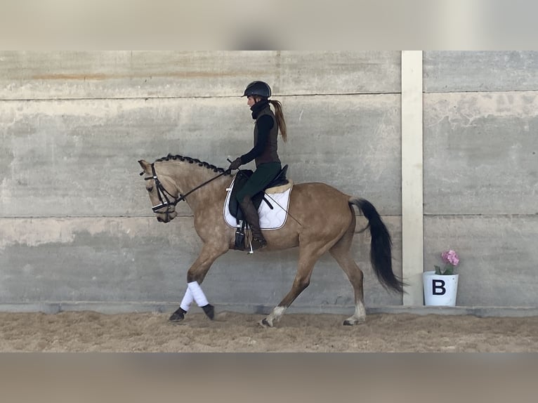 Lusitanos Mestizo Caballo castrado 5 años 144 cm Bayo in Aldealengua