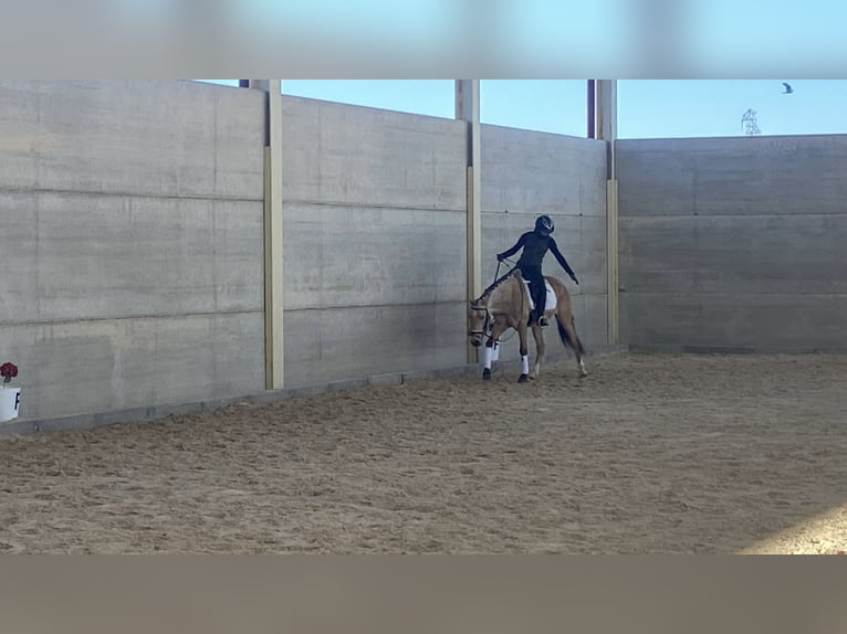 Lusitanos Mestizo Caballo castrado 5 años 144 cm Bayo in Aldealengua